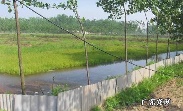 龙虾的养殖技术