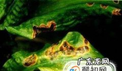 桂花主要病害的识别与防治