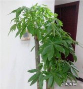 发财树的养殖办法和注意事项