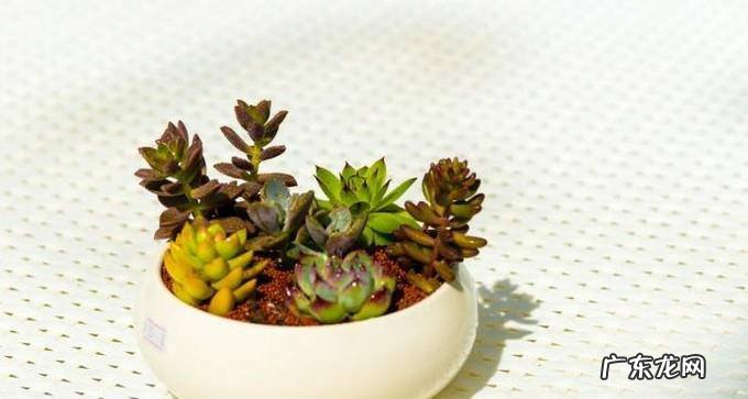 如何栽种多肉植物