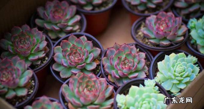 如何栽种多肉植物