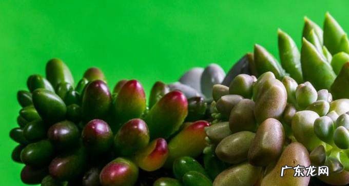 如何栽种多肉植物