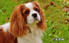 狗狗骨头裂了多久能恢复 狗骨裂多长时间能好