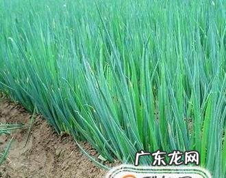 四季小香葱的种植方法