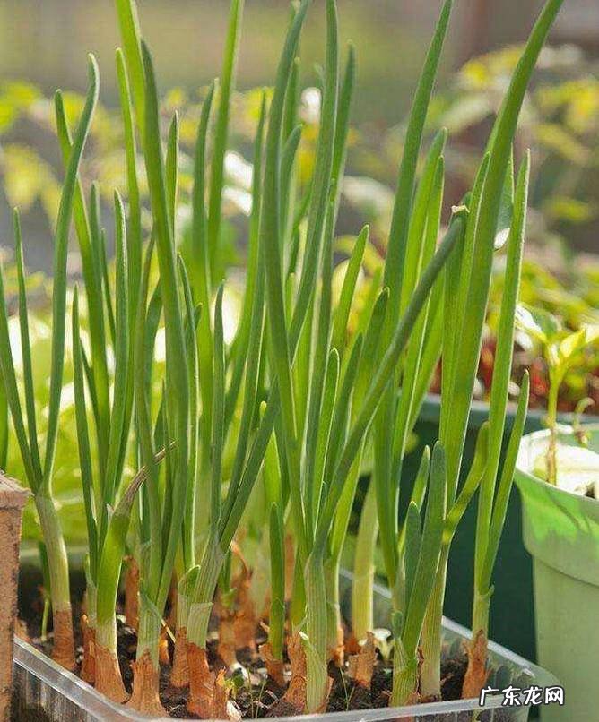 四季小香葱的种植方法