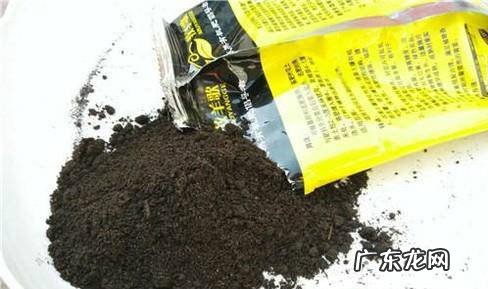 旱荷花的养殖方法和注意事项