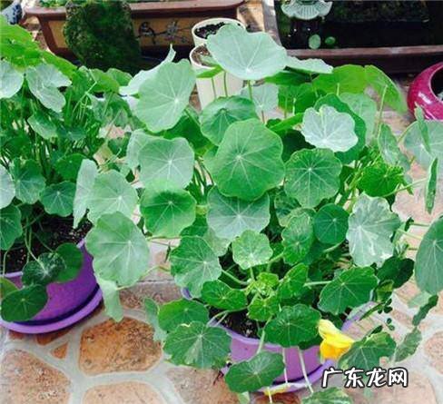 旱荷花的养殖方法和注意事项