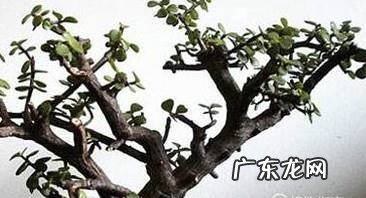 金枝玉叶的造型与修剪