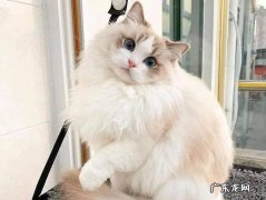 到底得了什么病 猫你直接说出来得了