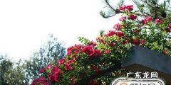 藤本月季要怎样种植花开满架