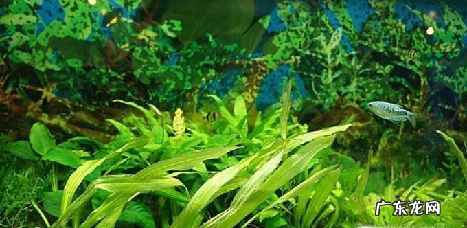 新手想要养草开缸基础选材