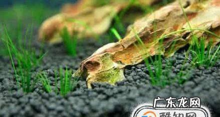 新手想要养草开缸基础选材