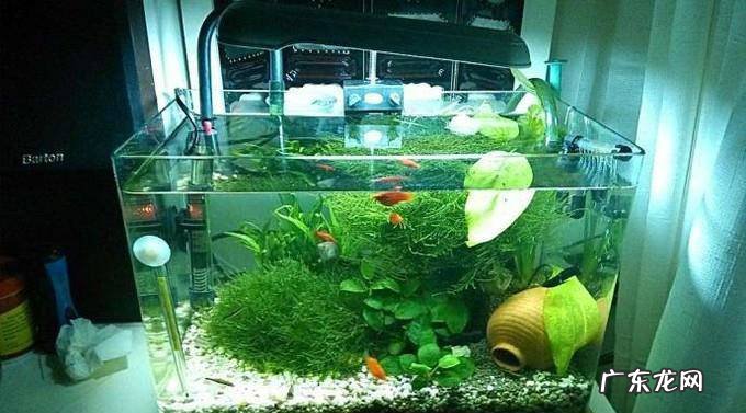 新手想要养草开缸基础选材