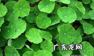 怎么样让铜钱草长的又好又壮轻松打造小清新