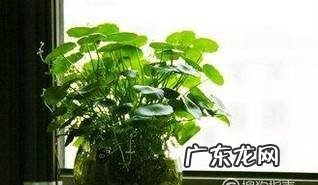 怎么样让铜钱草长的又好又壮轻松打造小清新