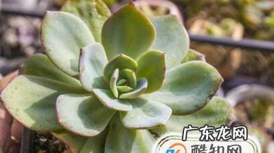 多肉植物白凤怎么露养