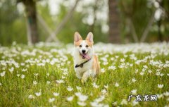狗狗可以吃阿莫西林颗粒吗 狗能吃一粒阿莫西林吗