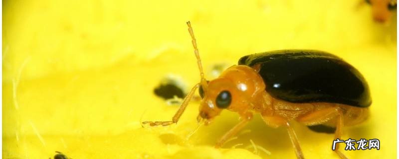 萤火虫拿到手上有毒吗,萤火虫会烫手吗