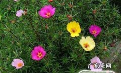 太阳花种子应该怎么养花