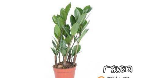 金钱树如何繁殖