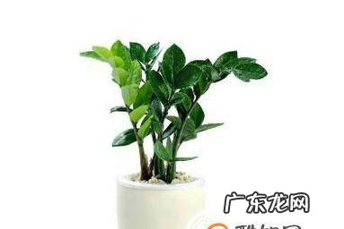 金钱树如何繁殖