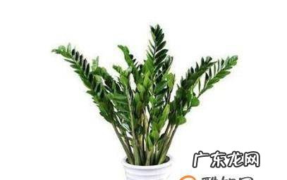 金钱树如何繁殖