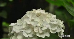 绣球无尽夏叶片发黄怎么办
