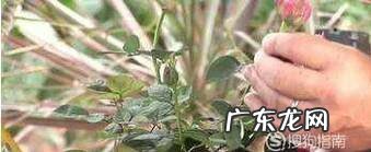 月季得了白粉病怎么办