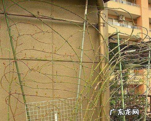 藤本月季如何牵引爬藤
