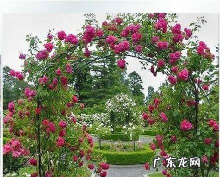 藤本月季如何牵引爬藤