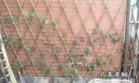 藤本月季如何牵引爬藤