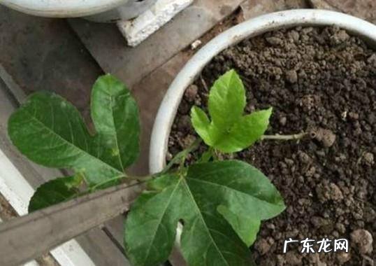 盆栽百香果的种植方法