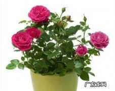 蔷薇花叶子发黄怎么办