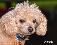 可爱的小狗狗品种 小狗狗品种