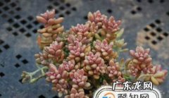姬秋丽怎么养才能爆盆