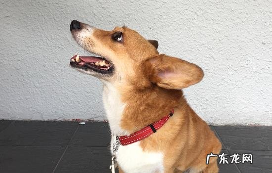 从狗狗的睡姿中看出他的性格 狗狗睡姿看性格