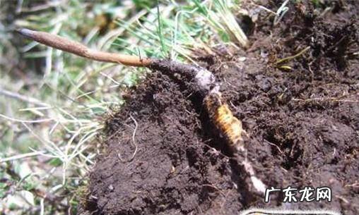 冬虫夏草种植技术