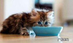 怎样可以让猫咪多喝水