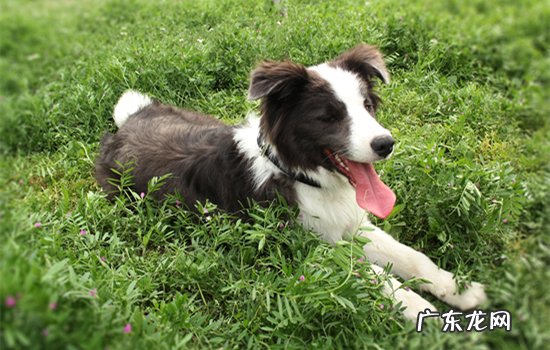 边牧乱叫怎么办 边牧会乱叫吗