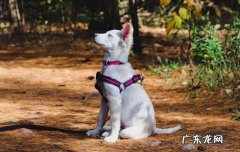 给狗用开塞露好像要它命一样 狗用开塞露死亡