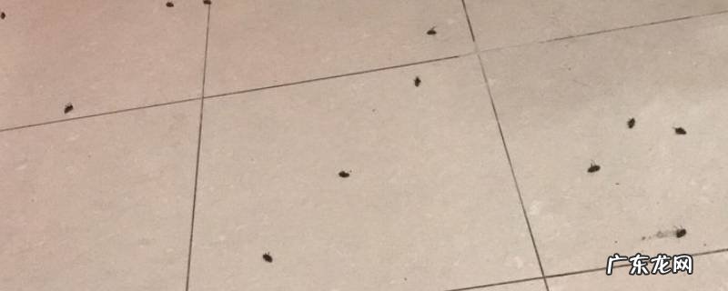 屋里蟑螂突然冒出来很多是因为什么,屋里突然出现很多蟑螂是什么原因
