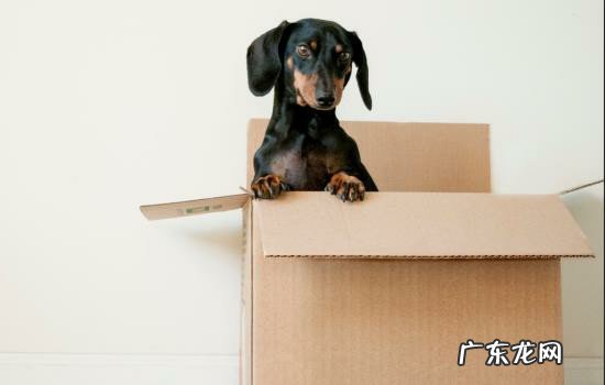 狗狗吃了个塑料袋没事吧 狗吃塑料袋能拉出来吗