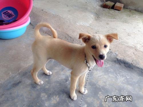金钱尾黑土狗有什么好 金钱尾土狗的标准