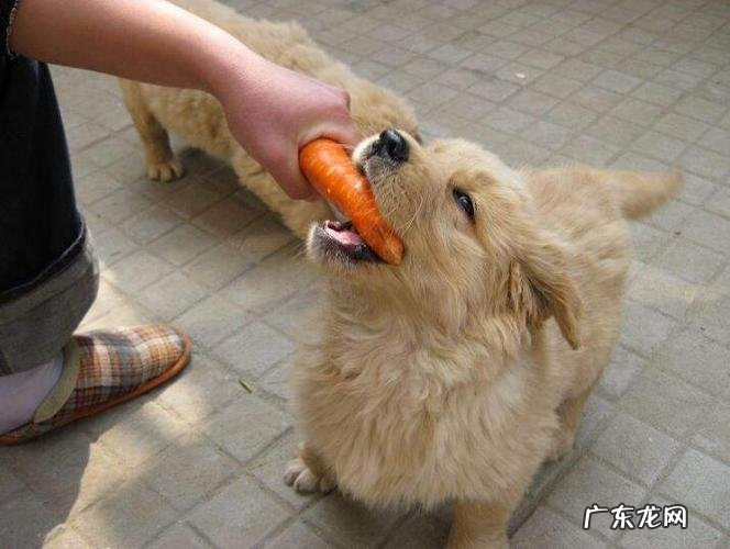 宠物狗老是呕吐是怎么回事,宠物的呕吐与什么因素有关
