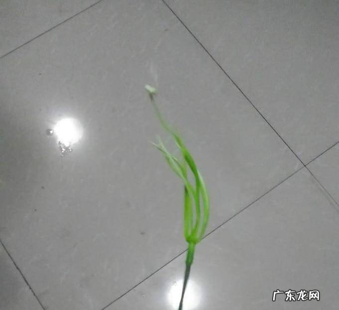 手工马蹄莲的制作
