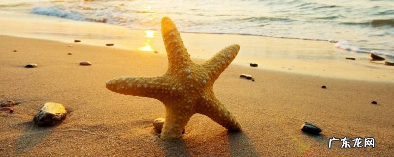 海星能吃吗,紫色海星能吃吗