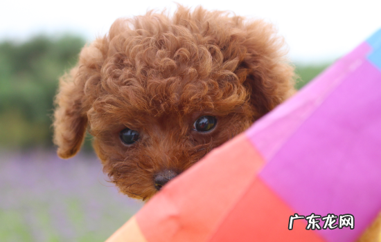 贵宾犬的毛是卷的吗 贵宾的毛怎么拉直