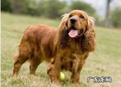 可卡犬优缺点 可卡犬为什么不值钱