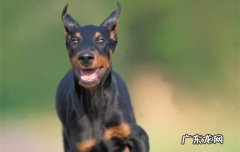 杜宾犬的优缺点是什么 杜宾犬的优点和缺点