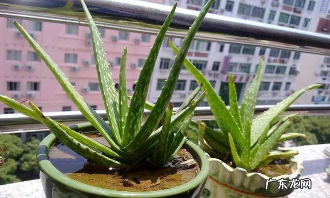 如何让芦荟安全过冬芦荟冬季养护要点